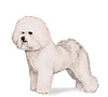 Bichon Frise free care tips news reports online ebooks and articles
