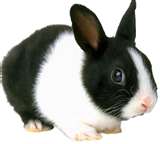 rabbit breeders and pet information online ebooks tips news reports do it yourself how to articles