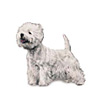 west highland white terrier pictures